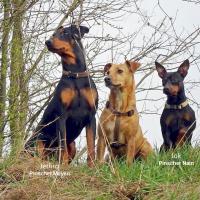 Jethro, Pinscher Moyen et Jok, Pinscher Nain