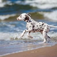 Jeune chiot Dalmatien à la mer