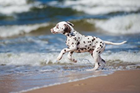 Jeune chiot dalmatien a la mer