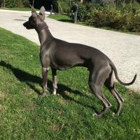 Joggy, chien Lévrier Whippet bleu de 9 mois