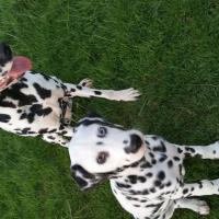 Jolie et Léhnon, les dalmatiens de Cathy