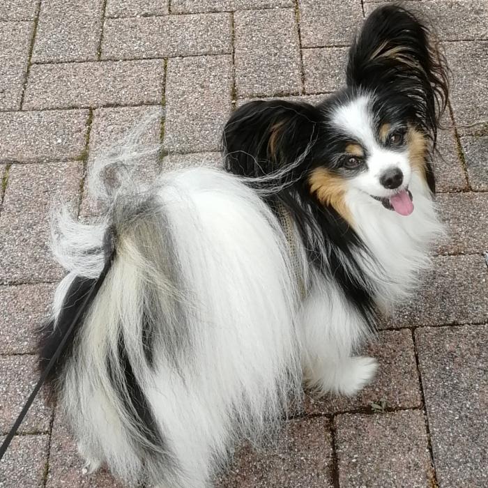 Tout Savoir Sur L Epagneul Papillon