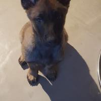 Kayzer 3 mois, le petit Berger Belge Malinois d'Emily