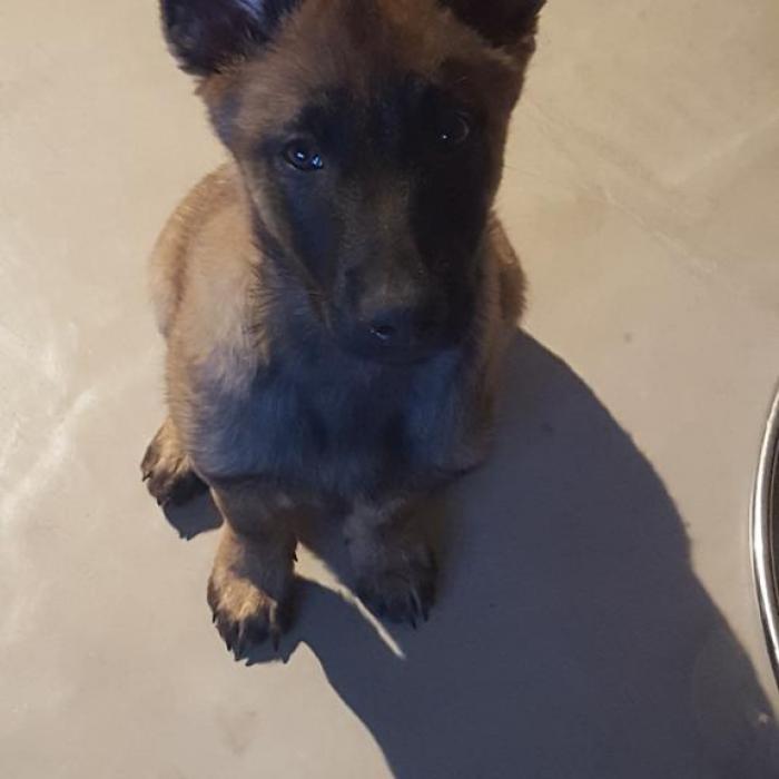 Tout Savoir Sur Le Berger Belge Malinois