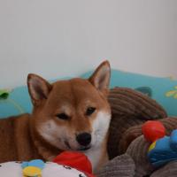 Kaze, femelle shiba de 4 ans qui se prend pour une peluche