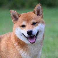 Kaze, femelle shiba de 4 ans