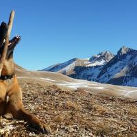 Kéno le Malinois de 4 ans d'Eugénie