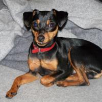 Kiko, un petit pinscher de 5 ans !