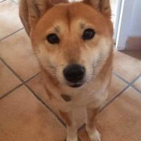 Kira 6 ans, la Shiba Inu de Shannon