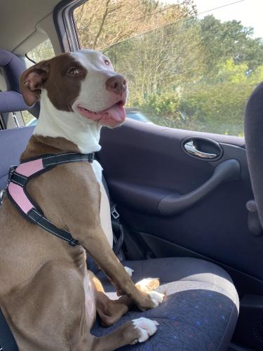 Tout Savoir Sur Le Pitbull