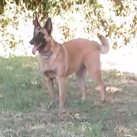 La chienne Malinoise de Joëlle, 4 ans