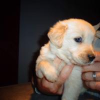 La jolie petite Golden Retriever d'1 mois de Lionel