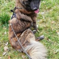 La superbe Eurasier croisée Berger Allemand de Yolande