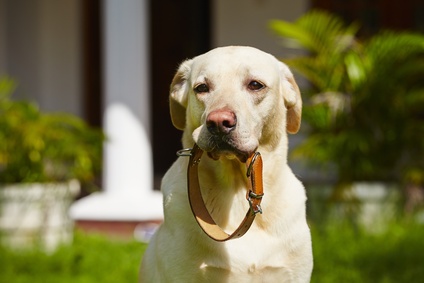 Labrador couleur crème avec son collier