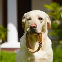 Labrador couleur crème avec son collier