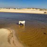 Labrador de 6 ans