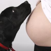 Labrador noir qui observe le ventre arrondi de sa maîtresse