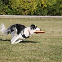 Lacy, la superbe Border Collie d'Isabelle, qui joue au frisbee