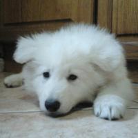 Laiko, Berger Blanc Suisse à 3 mois