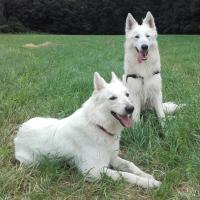 Laiko et Dixie