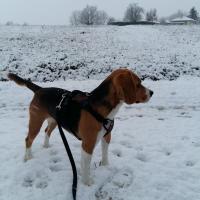 Le Beagle de Marine à la neige