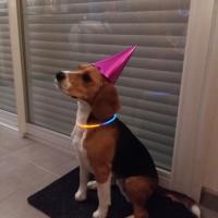 Le Beagle de Marine avec son chapeau de fête