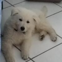 Le Berger Blanc Suisse de Capucine