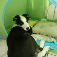 Le Border Collie de Josette