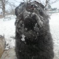 Le Bouvier de Denise qui joue avec la neige !