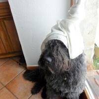 Le Bouvier des Flandres de Denise