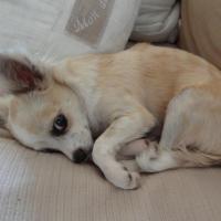 Le Chihuahua de Jean, 5 mois