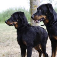 Le couple de Beaucerons de Cendrine