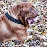 Le Dogue de Bordeaux de Marie, 9 ans