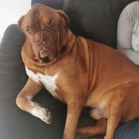 Le Dogue de Bordeaux de Marie, bien installé sur le canapé !