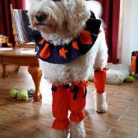 Le Goldendoodle de Christian avec qui il fait de la zoothérapie