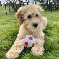 Le Goldendoodle de Mag avec son ballon