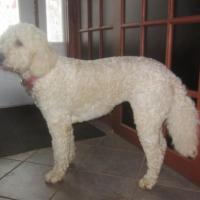 Le Goldendoodle de Vivianne, 3 ans