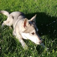 Le Husky Sibérien de Maxime