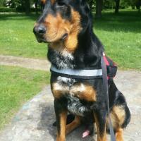 Le magnifique Beauceron de Marc