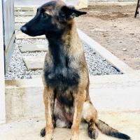 Le magnifique Berger Belge Malinois d'Ibrahim