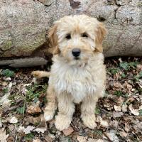 Le magnifique Goldendoodle de Mag 4 mois