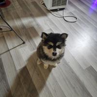 Le magnifique Pomsky de Vicky