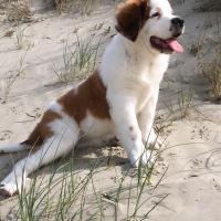 Le magnifique Saint Bernard de Sophie