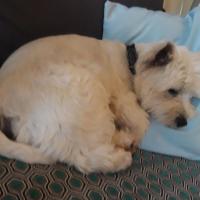 Le petit Westie de Jean Michel