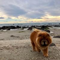 Le superbe Chow chow de Pauline