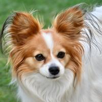 Le superbe Epagneul Papillon de Danis