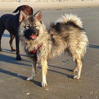 Le superbe Keeshond de Gaëlle