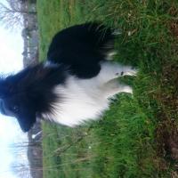 Leeroy, le chien Shetland de Maxime