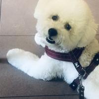 Léon, le superbe Bichon Frisé de Francesca