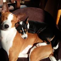 Les 2 Basenjis de Jean-Luc